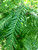 Fronds of the dawn redwood. TimberPine