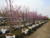 Balled and burlapped redbuds during bloom in spring. TimberPine