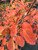 Fall color of 'Autumn Brilliance' serviceberry. Fall color of 'Autumn Brilliance' serviceberry.