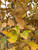 Fall foliage color of the Regal Prince® oak. TimberPine