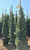 'Blue Totem' spruce lined up in the nursery. TimberPine