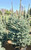 'Fat Albert' spruce in the nursery. 'Fat Albert' spruce in the nursery.