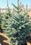 'Fat Albert' spruce in the nursery. TimberPine