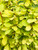 Foliage close-up of Sunjoy Gold Pillar™ barberry. TimberPine