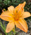 'Lady Georgia' daylily bloom close up. 'Lady Georgia' daylily bloom close up.