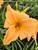 'Lady Georgia' daylily bloom close up. TimberPine