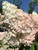 Bicolored flower heads of Vanilla Strawberry™ panicle hydrangea. TimberPine
