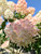 Bicolored florets of Vanilla Strawberry™ panicle hydrangea. TimberPine