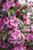 Crabapple, Gladiator Crabapple, Gladiator