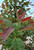 New growth of 'Wildfire' black tupelo is fiery red. New growth of 'Wildfire' black tupelo is fiery red.