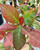 New growth of 'Wildfire' black tupelo is fiery red. New growth of 'Wildfire' black tupelo is fiery red.