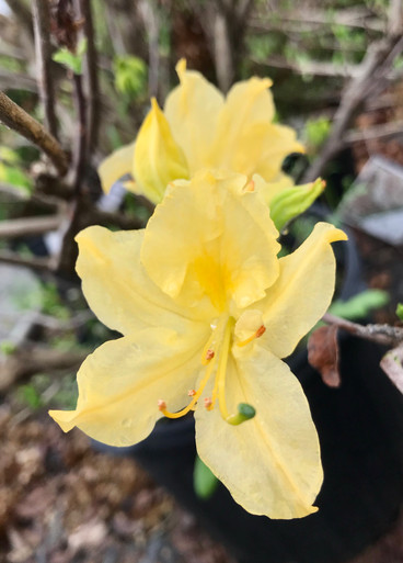 lemon lights azalea