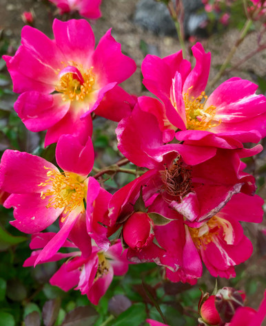 PINK FUSION™ Pretty yet tough flowering ground cover