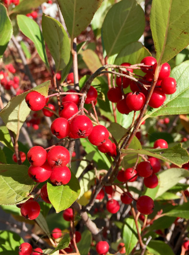 'Brilliantissima' Red Chokeberry