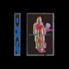 PRE-ORDER - Fontaines D.C. 'Dopamine Chamber' Cassette - RELEASE DATE 16th October 2026