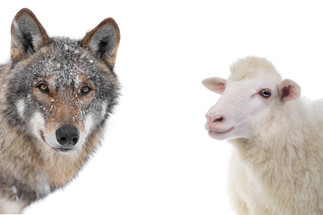 The Wolf and The Little Lamb Story