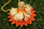 Midsummer Festival E-Book Midsummer Festival E-Book