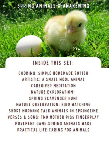 Spring Animals & Awakening Learning Cards (11 Cards)