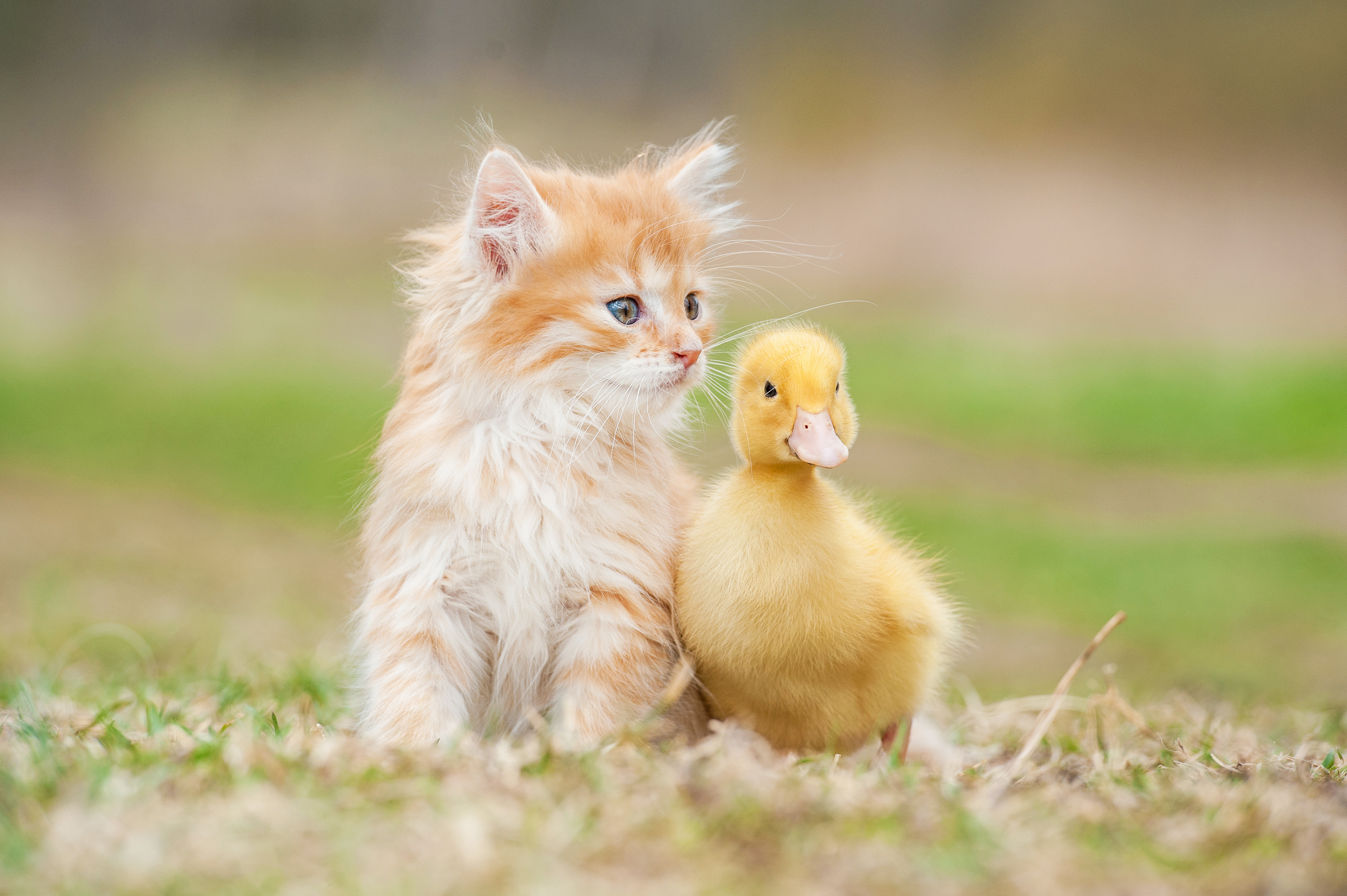 Learning About Spring and Spring Animals - Little Acorn Learning
