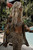 Spell - Samantha Bralette - Vintage Leopard