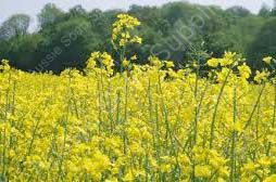 Colza, Rapeseed or Canola Oil