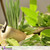 Sage & Lemongrass Fragrance - 50ml