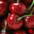 Black Cherry | Natural Lip Flavour