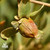 Jojoba, Golden Organic