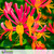 Honeysuckle Heaven Fragrance