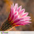 Cactus Blossom Fragrance Cactus Blossom Fragrance