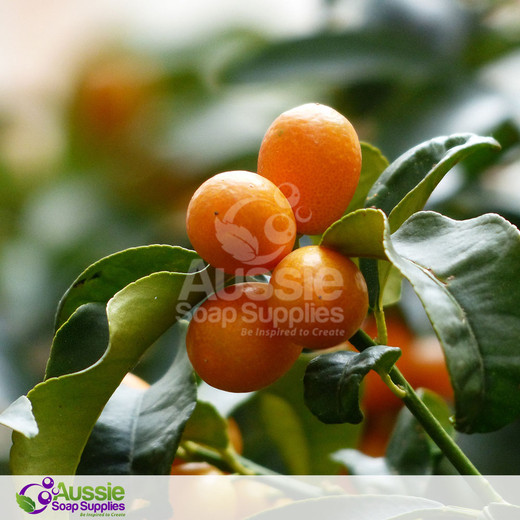 Kumquat Fragrance