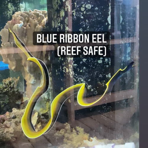 Blue Ribbon Eel Blue Ribbon Eel