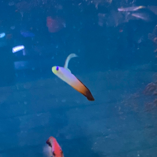 Fire Fish Goby - Orange
