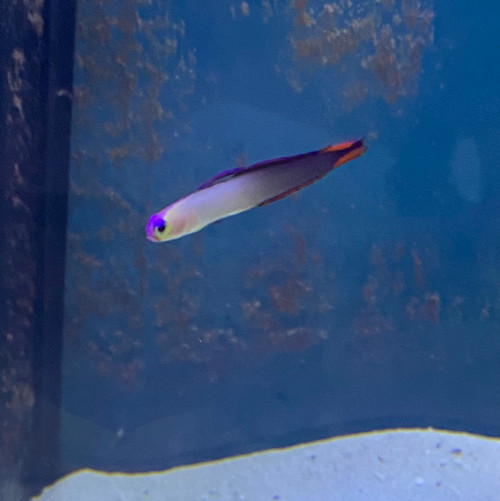 Fire Fish Goby - Purple Fire Fish Goby - Purple