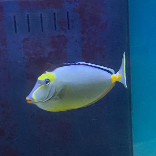 Naso Tang large Naso Tang large