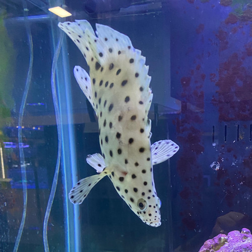 Panther Grouper Panther Grouper