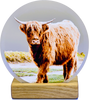 Realistic Coo Moments | M41