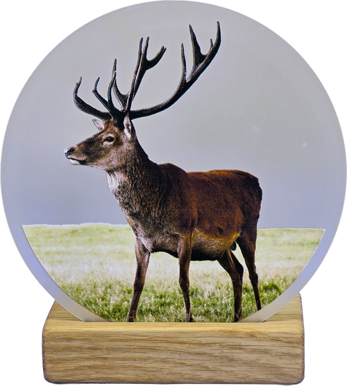 Realistic Stag Moments | M42