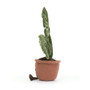 JELLYCAT Amuseable Monstera Plant, 17 x 6-in 