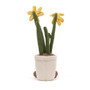 JELLYCAT Amuseable Daffodil, 12 x 3-in 