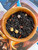 Cozy and nostalgic, Campfire S’mores is a rich black tea blend that captures the magic of a fireside treat. With toasted marshmallow, cocoa nibs, dark chocolate chips, and a hint of smoky Lapsang Souchong, this indulgent cup delivers layers of chocolatey sweetness and campfire warmth. Finished with safflower and smooth vanilla crème flavor, it’s s’mores in a mug—no flames required.

Why loose leaf tea?

Loose leaf tea holds more of what nature intended: fuller flavor, richer aroma, and the space to unfurl and release its true character in every cup. We honor that process and bring you tea that’s always extraordinary.

Our Commitment

At White Cloud Tea Company, we are devoted to offering only the freshest, most flavorful loose leaf teas. We believe that tea should be a sensory experience—vibrant, aromatic, and full of life. That’s why we source with care and blend with intention, using whole leaves, real botanicals, and no shortcuts.

Steeping Instructions:

1 tsp per 8 oz | 212°F | Steep 3-5 min

Ingredients: black tea, marshmallow, cocoa nibs, dark chocolate chips (cane sugar, cocoa mass, cocoa butter), natural chocolate flavor, lapsang souchong tea, safflower & vanilla creme flavor

Caffeine level- high