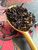 Lush and enchanting, Queen of Hearts is a bold black tea infused with the sweet, sun-ripened flavor of wild strawberries. Rich, fruity, and full of charm, this whimsical blend brews a vibrant cup that’s perfect for sipping in your own wonderland.  A royal treat with every fragrant, berry-filled sip—just be sure to stay on her good side!

Why loose leaf tea?
Loose leaf tea holds more of what nature intended: fuller flavor, richer aroma, and the space to unfurl and release its true character in every cup. We honor that process and bring you tea that’s always extraordinary.

Our Commitment
At White Cloud Tea Company, we are devoted to offering only the freshest, most flavorful loose leaf teas. We believe that tea should be a sensory experience—vibrant, aromatic, and full of life. That’s why we source with care and blend with intention, using whole leaves, real botanicals, and no shortcuts.

Steeping Instructions:
1 tsp per 8 oz | 212°F | Steep 3-5 min

Ingredients: black tea, papaya  pieces, strawberry pieces, blackberry leaves, natural strawberry flavor

Caffeine level- high




100% organic black loose leaf tea