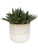 Doha Succulent Accent 60213