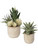 Seaside Succulents, S/2 60208