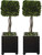 Preserved Boxwood Square Topiaries, S/2 60187