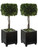 Preserved Boxwood Square Topiaries, S/2 60187