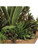 Salar Succulents 60119