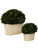 Preserved Boxwood Oval Domes, S/2 60107