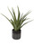 Tucson Aloe Planter 60204
