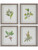 Wildflower Study Framed Prints, S/4 41461